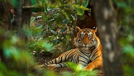 A Bengal Tiger lounges in the forests of Ranthambore National Park in Rajasthan northern India