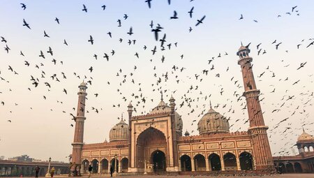India delhi jama masjid birds