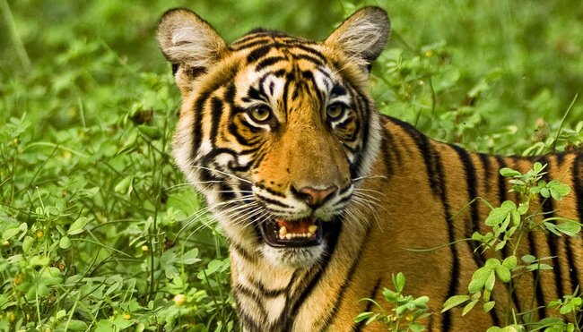 India_rajasthan_tiger