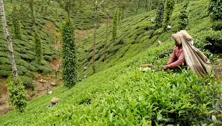 Tea plantation hills, Kerala, India
