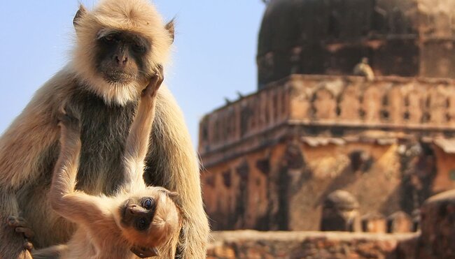 HHSC_GrayLangur_Ranthambore_Rajasthan