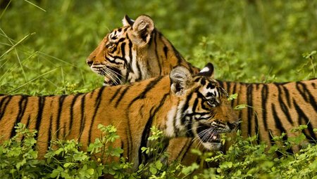 India ranthambhore np