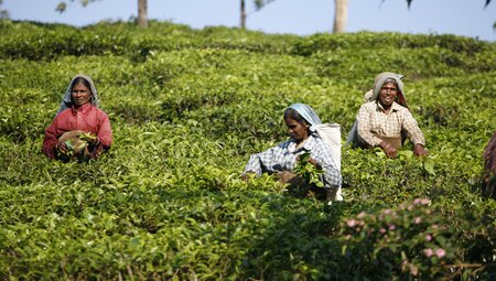 india darjeeling tea plantation women