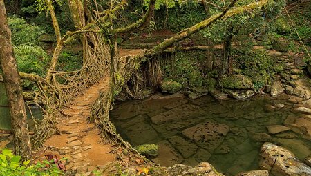 living root bridge in Mawlynnong, India
