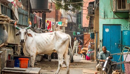 India delhi cow in alley