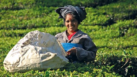 Local woman picking tea in a tea field, India