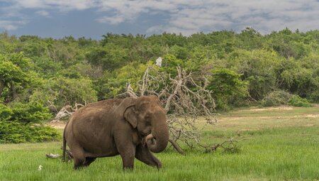 An elephant wanders the grassy marsh plains of Bandipur National Park