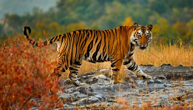 Bengal Tiger looks back at camera in Bandhavgarh National Park amidst green, red and yellow foliage