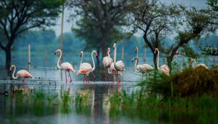 Pale flamingoes stand in Bharatpur Bird Sanctuary in Keoladeo National Park in India