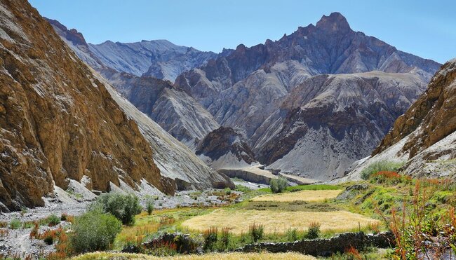Village wheat fields growing in the lowest point of the Markha Valley trek in Ladakh India