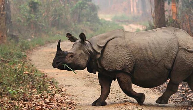 Nepal, Chitwan, Rhino