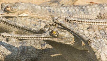 nepal chitwan np freshwater crocs