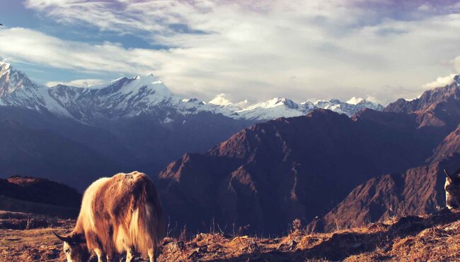 Nepal Annapurna Cows Mountains