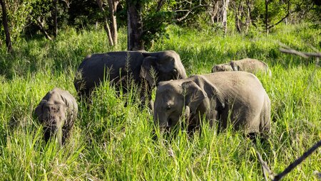 Small herd of elephants amongst long green grass at Minneriya National Park near Dambulla, Sri Lanka