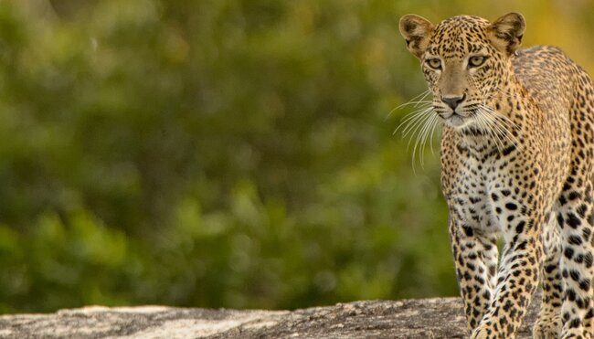Sri Lanka, Kumana National Park, Leopard