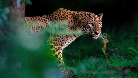 A Sri Lankan Leopard peering out of the forest in Wilpattu National Park