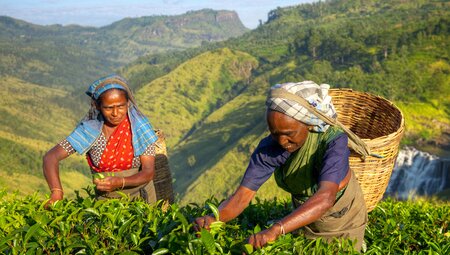 PISJ Peregrine Adventures sri lanka tea pickers locals