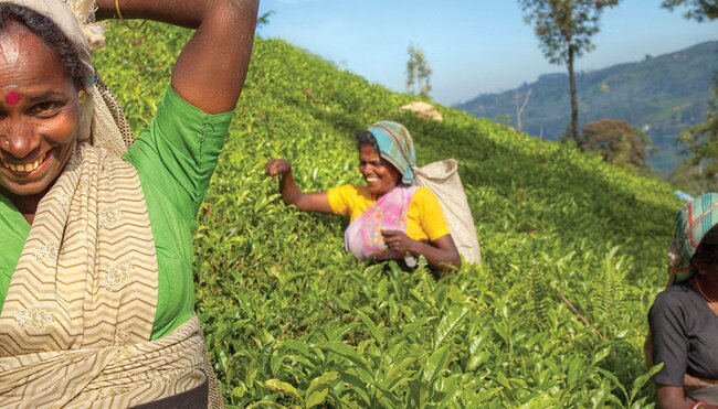 sri lanka tea pickers women smile