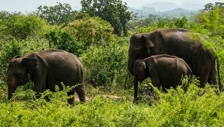 Three elephants roaming through greenery at the Udawalawa National Park in Sri Lanka