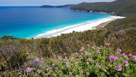View of the Australian coastline with bright pink flowers high on cliff track