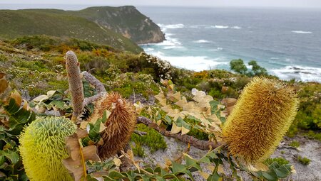 Banksia blooms on the coast of Western Australia with the ocean cliffs visible beyond