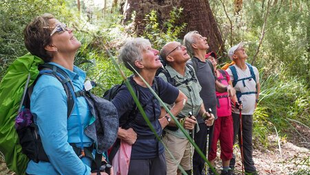 Intrepid travellers on a hiking trail stopping to look up at black cockatoos in the wild
