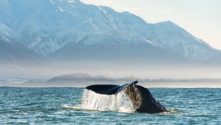 Whale watching Kaikoura, South Island, New Zealand