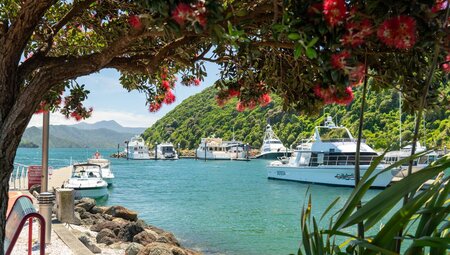 Scenic view of Picton waterfront with boats in the bay, framed by a Pohutukawa tree, New Zealand