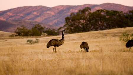 Wild emus roam the plains of the Arkaba in the Flinders Ranges