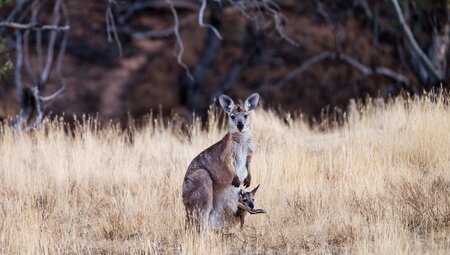 A wild wallaroo and her joey look on in the wilds of the Arkaba