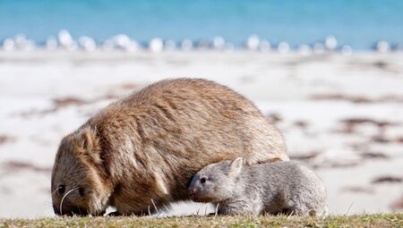 Tasmania's Maria Island Walk (Portered) - 2