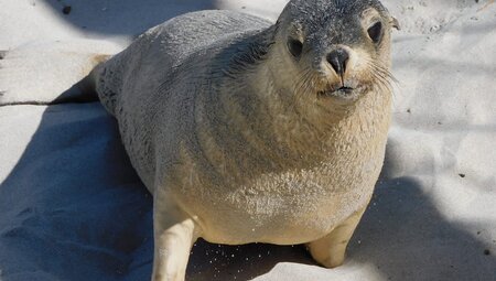 Seal Bay Conservation Park, Kangaroo Island, South Australia