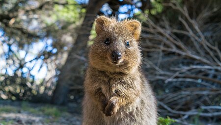 Happy quokka on Rottnest Island