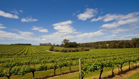 View of a vineyard, with a valley full of vines in neat rows. Margaret River, Western Australia.