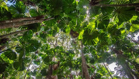 The thick canopy of the oldest rainforest on earth, The Daintree in Far North Queensland