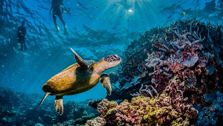 Two travellers snorkel over a Green Sea Turtle on the Great Barrier Reef