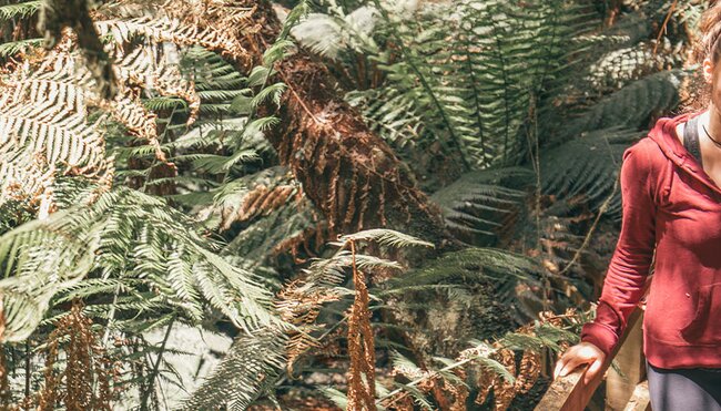 Female travellers on bridge in the Tarkine rainforest, Tasmania, Australia