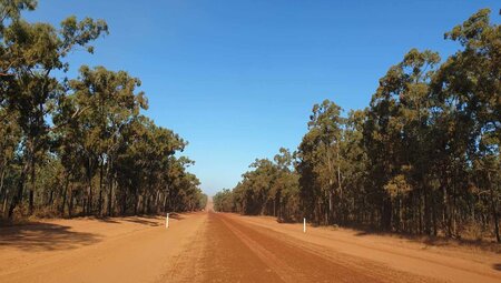 Cape York red orange dirt road stretches to the horizon lined by gum tree forest with hood of car just visible at bottom of shot