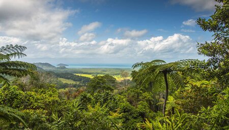 australia_queensland_cairns_daintree-rainforest