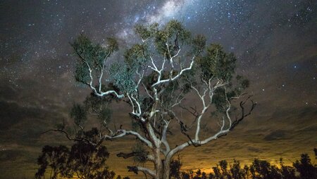 Milky Way over Karijini National Park gum trees in landscape