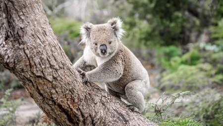 Koala climbing tree in the wild on Raymond Island, Gippsland, Australia