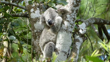 PVOS_new-south-wales_port-macquarie_koala-hospital