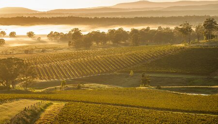 PVOSB_new-south-wales_hunter-valley_vineyard