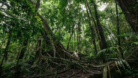 Traveller stands marevelling at the base of a huge fig tree in Mossman Gorge in northern Queensland