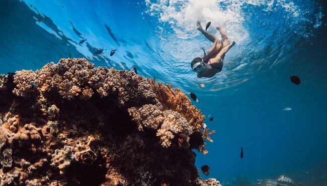 Intrepid traveller snorkelling and diving into Ningaloo Reef