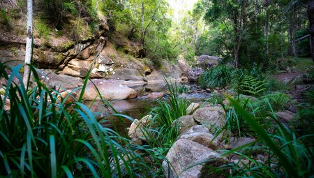 River in the rainforests of the Scenic Rim Trail