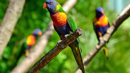 Australian Rainbow Lorikeet, native to Tambourine NP, Gold Coast Australia