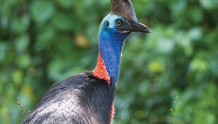 The beautiful and deadly blue skinned cassowary spotted on Mission Beach in Queensland