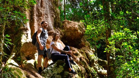 Two young travellers 18 to 35 take a break on a giant fig in Lamington National Park