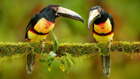 Two Collared Aracari birds sitting on a branch in Costa Rica